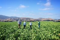 Visiting Tanimura & Antle Farm: Tour, Produce, and Visitor Tips