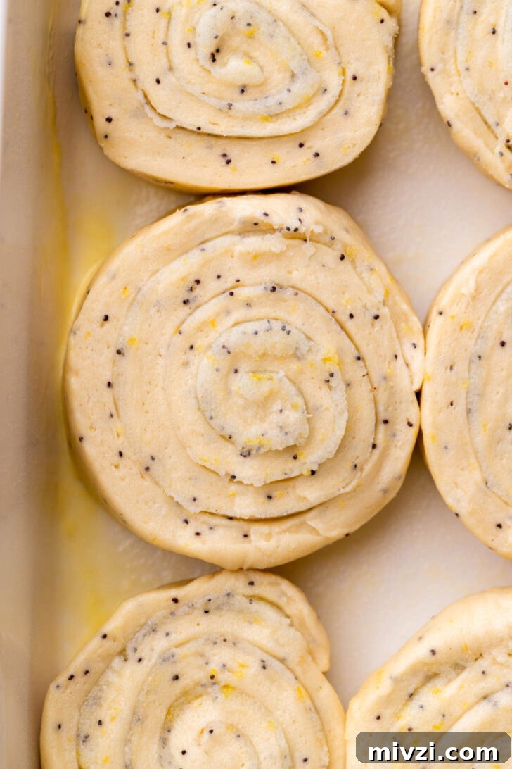 Raw rolls in a pan.